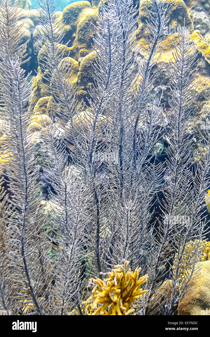 The Right Blue: Sea Plumes in the Caribbean