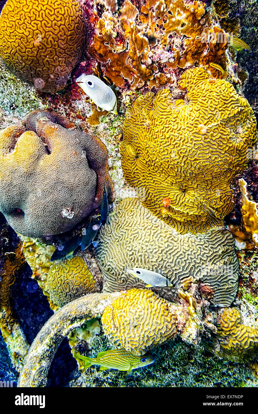 Foureye Buterflyfishes swimming among Brain Corals Stock Photo