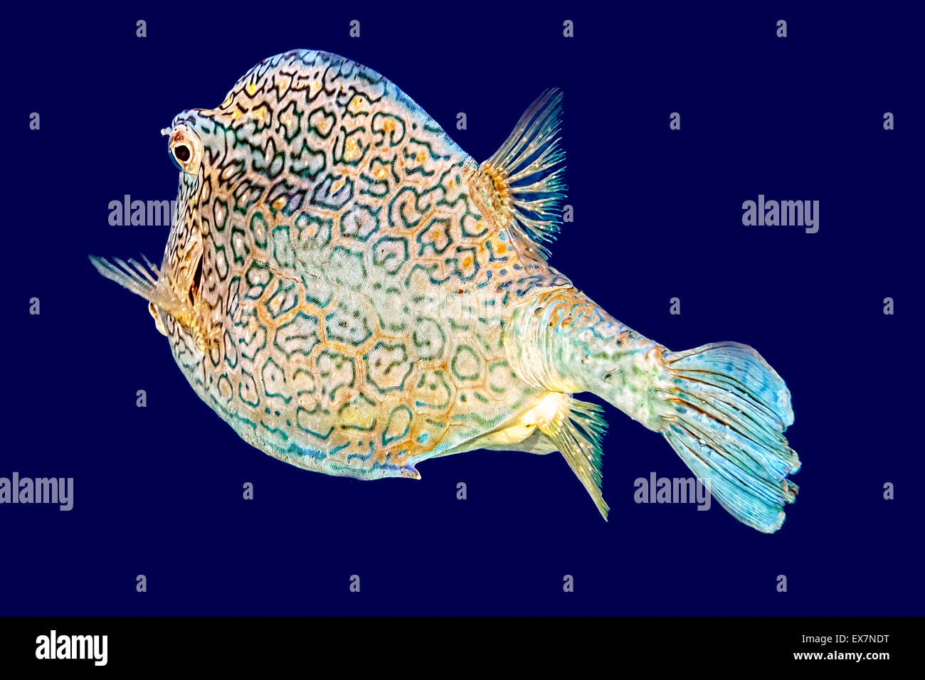 Cowfish Stock Photo Alamy