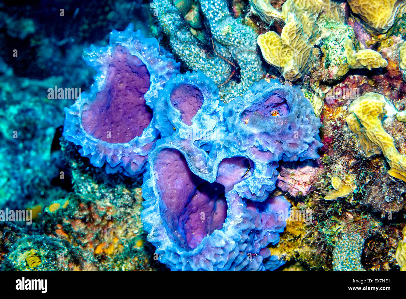 Azure Vase Sponge and Corals at Bari's Reef in Bonaire Stock Photo