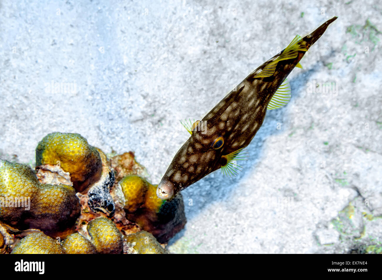 Whitespotted Filefish and Coral Stock Photo