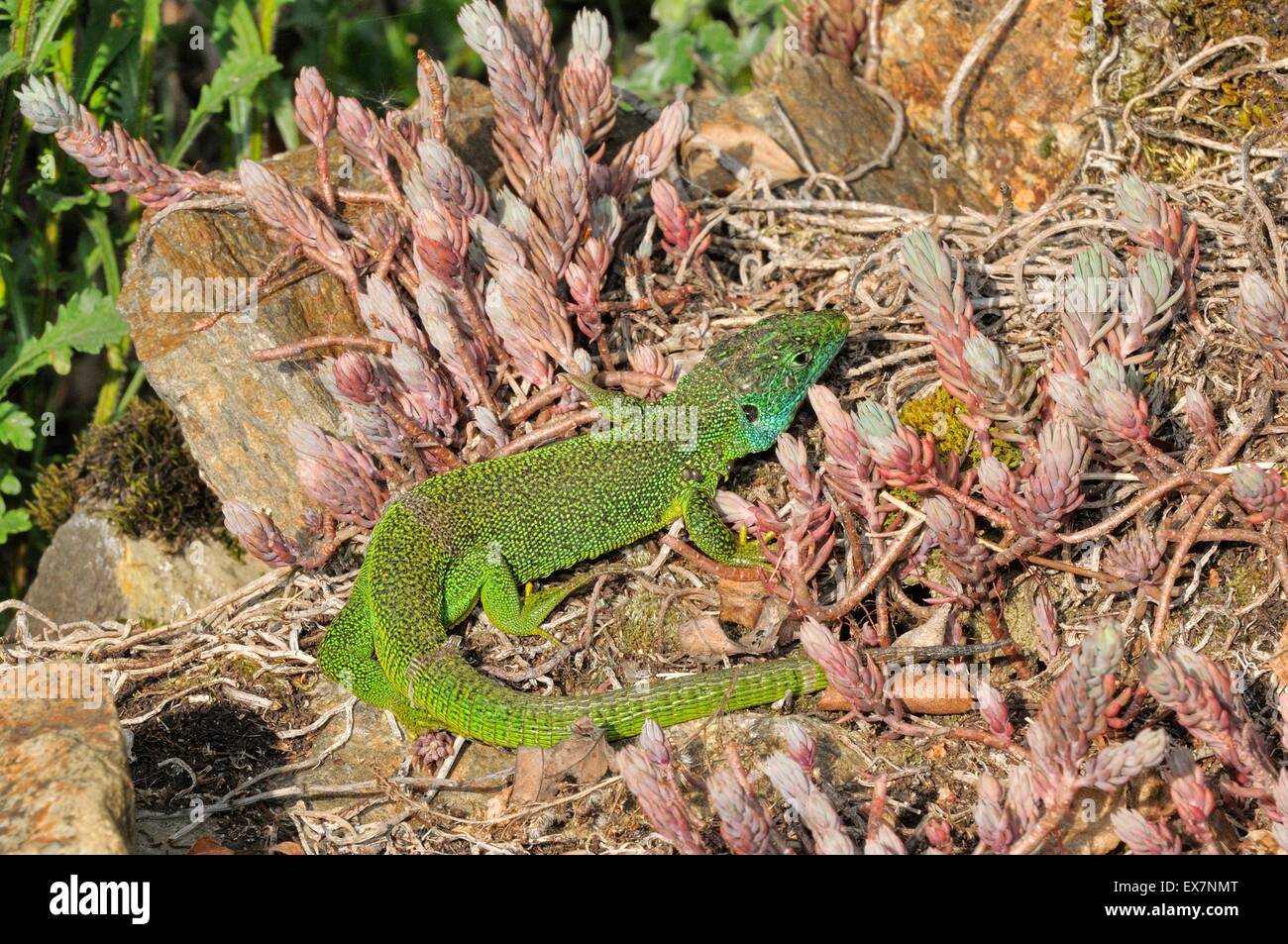 European Green Lizard Lacerta viridis Photographed in France Stock