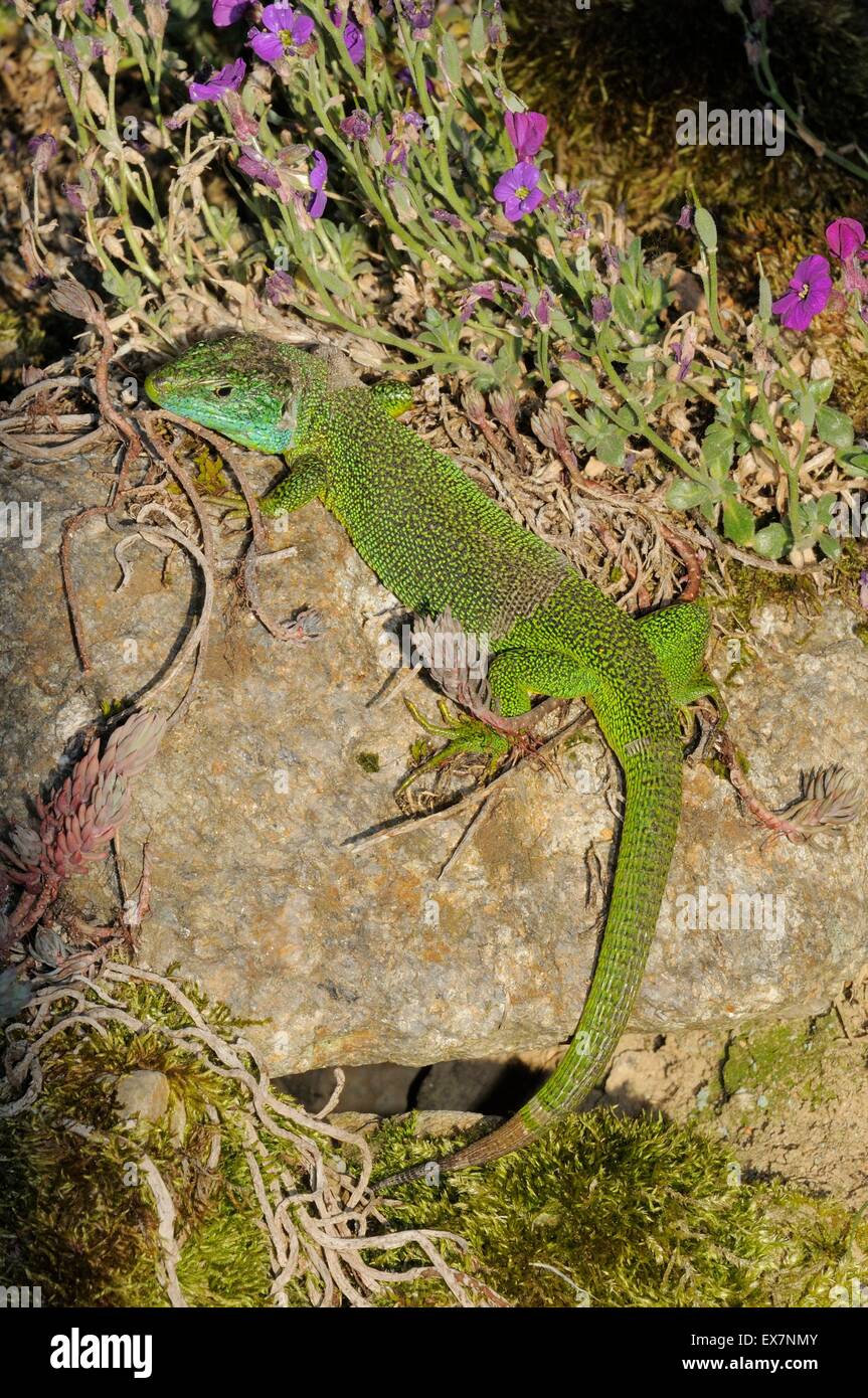 European Green Lizard Lacerta viridis Photographed in France Stock Photo