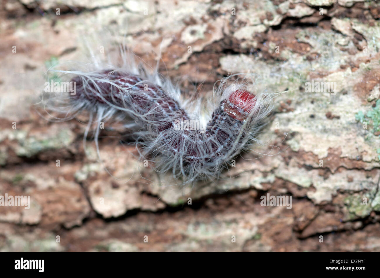 Walnut caterpillar (Datana integerrima). Stock Photo
