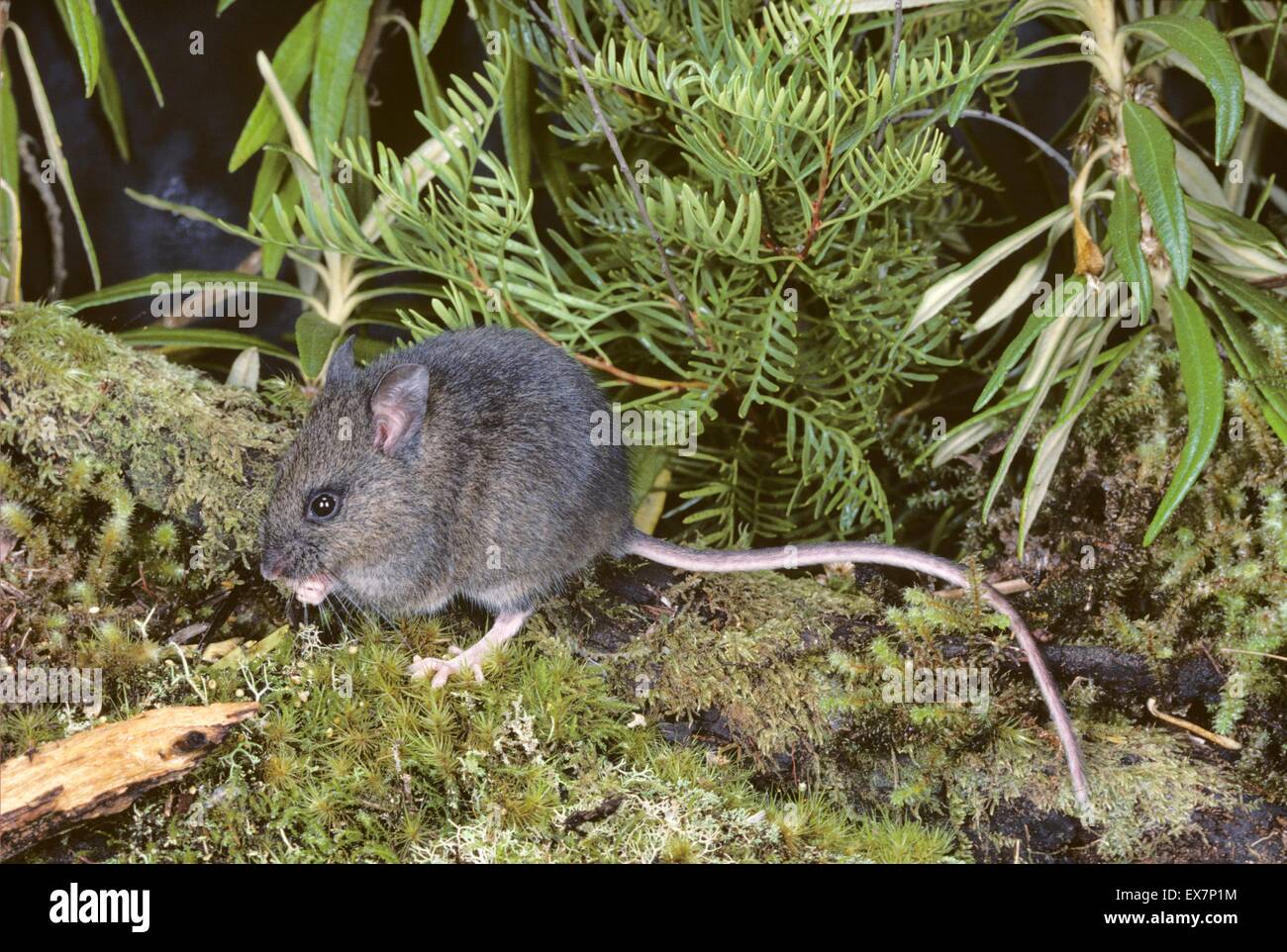 Long-tailed Mouse Pseudomys higginsi Tasmanian endemic Photographed in ...