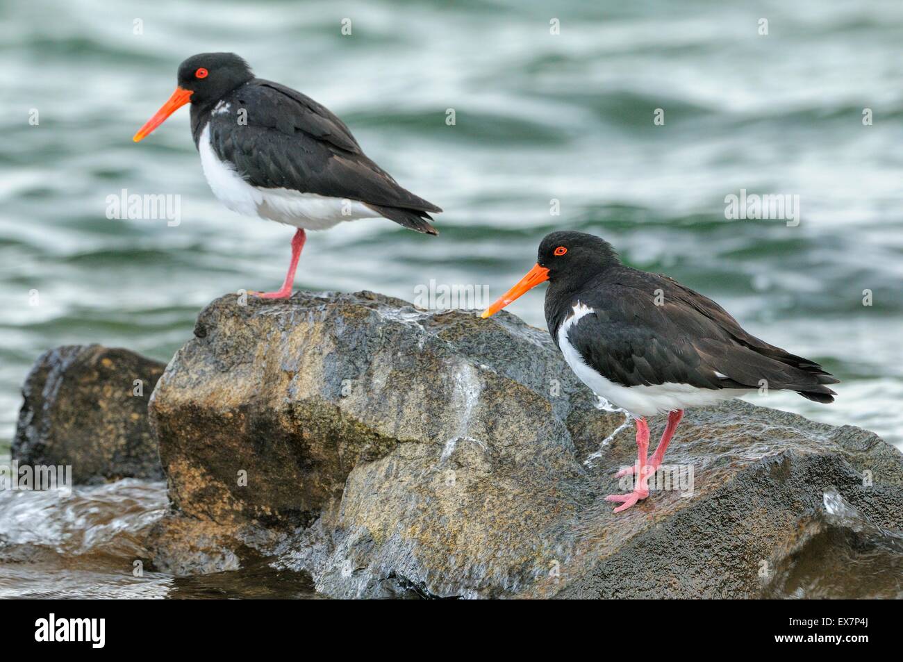 Pied Oystercatcher Haematopus longirostris Photographed in Tasmania, Australia Stock Photo