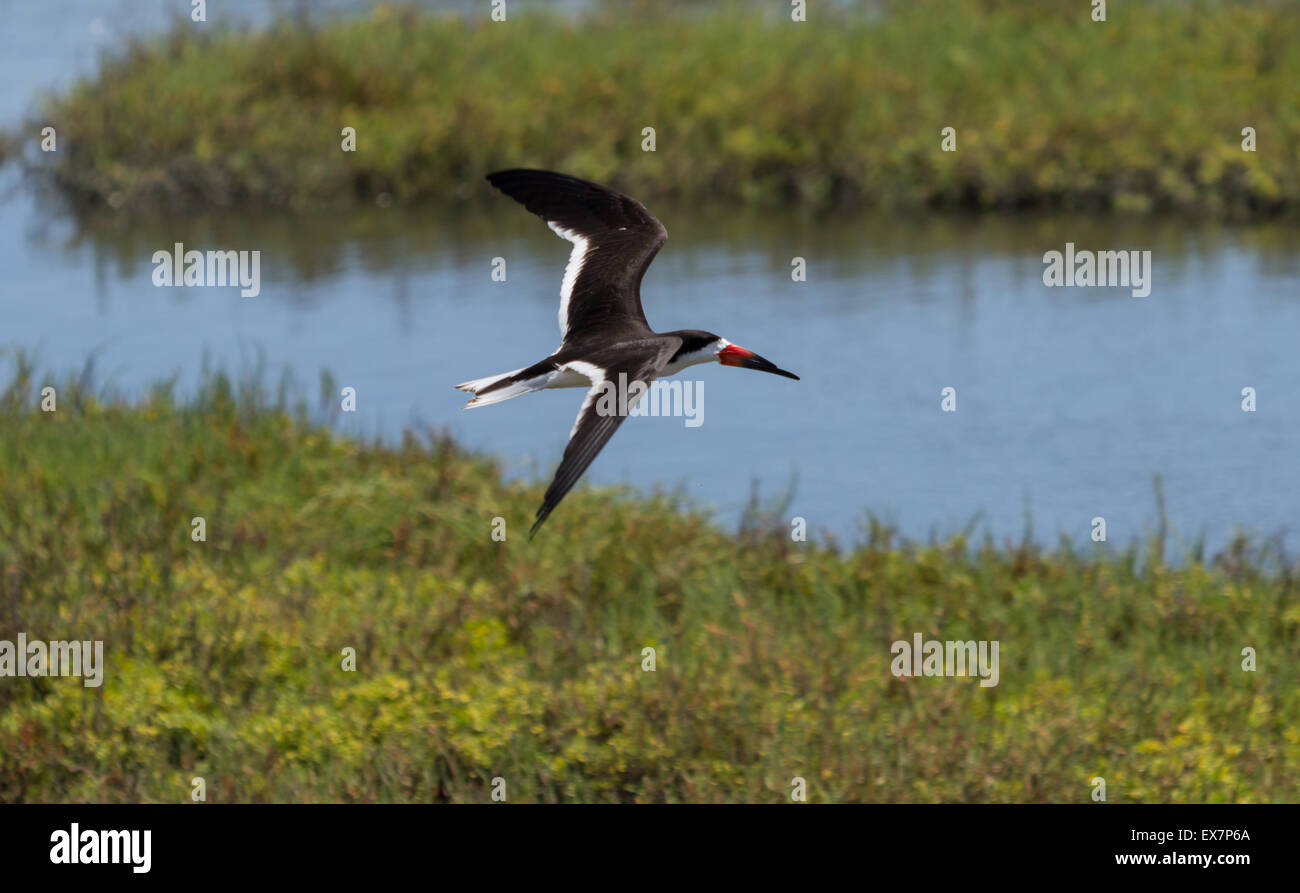 Skimmer tern hires stock photography and images Alamy