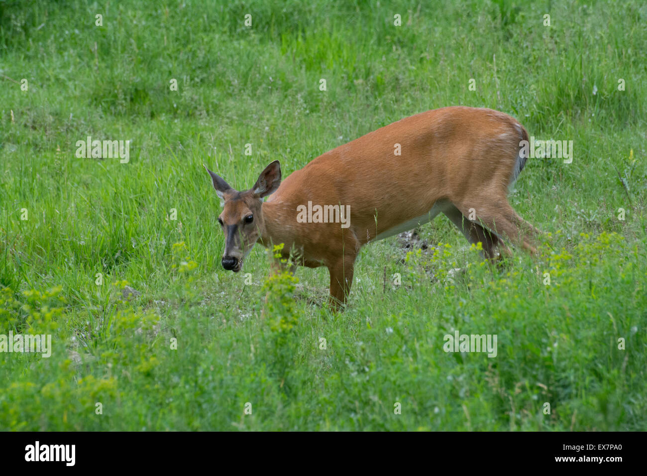 Whitetail doe at the stream Stock Photo Alamy