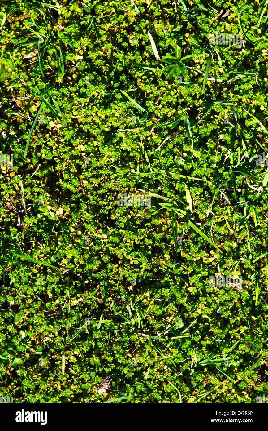 green grass background Stock Photo - Alamy