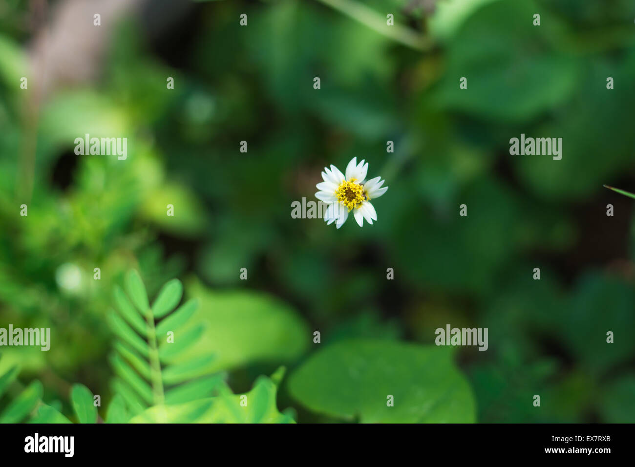 Coat buttons, Mexican daisy, Tridax daisy, Wild Daisy (Tridax procumbens L.) Stock Photo