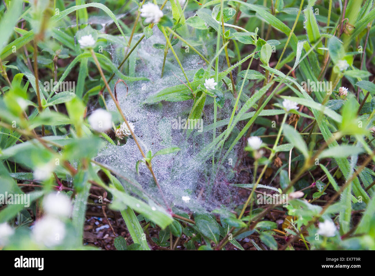 Spider web in backyard after raining Stock Photo