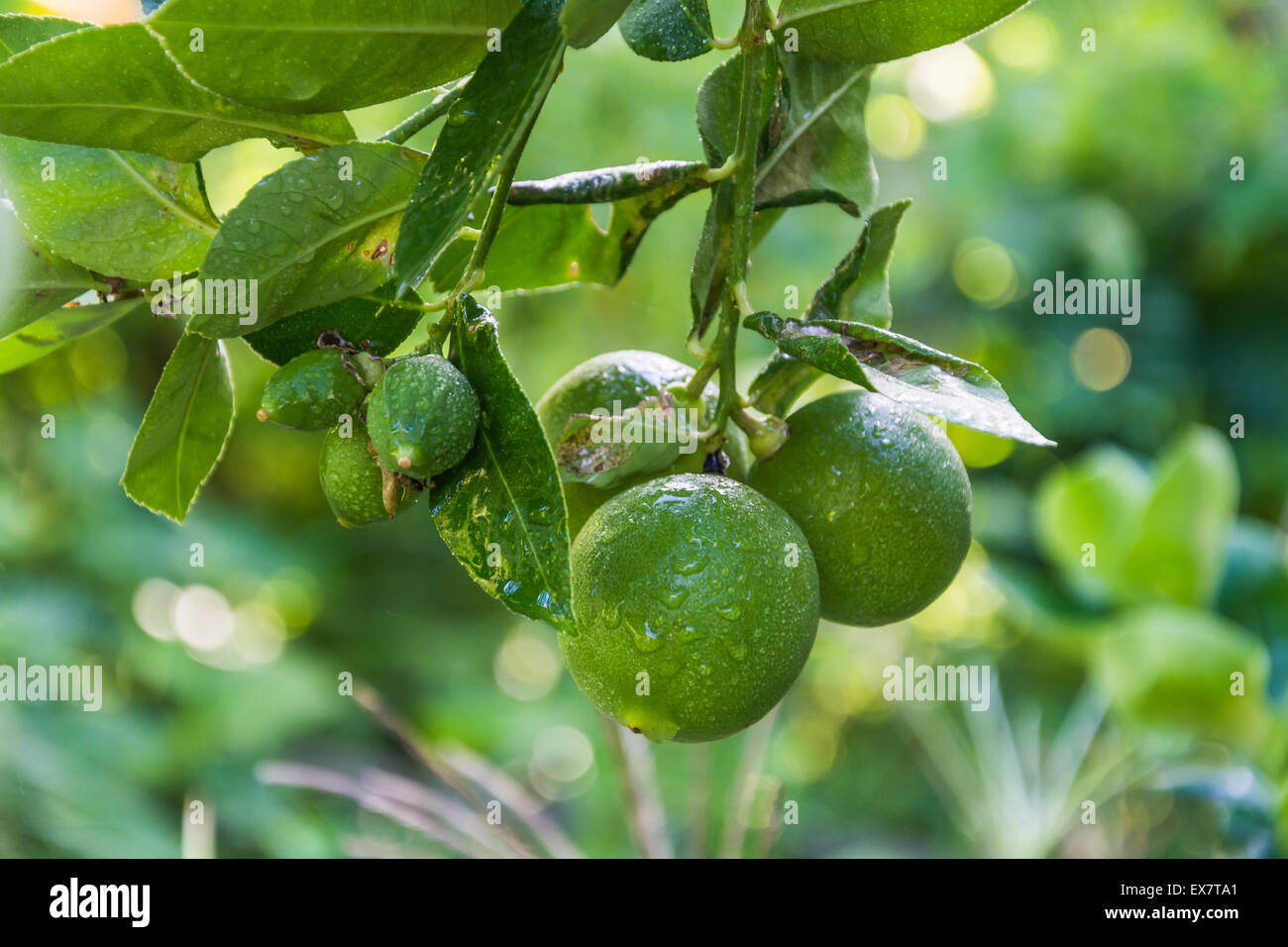 Lime tree in garden after watering Stock Photo - Alamy