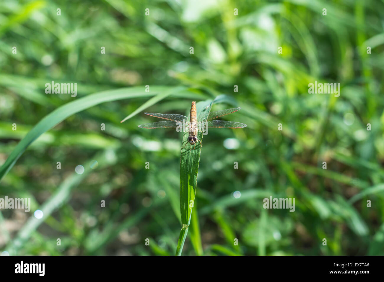 Dragonfly in green grass field Stock Photo - Alamy