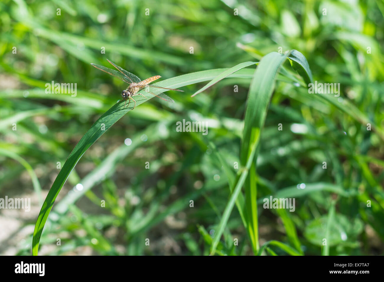 Dragonfly in green grass field Stock Photo - Alamy