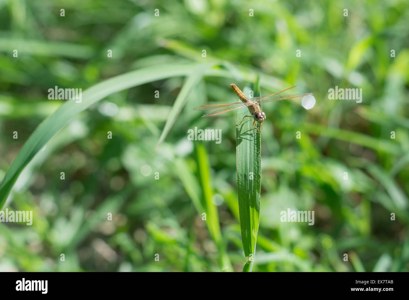 Dragonfly in green grass field Stock Photo - Alamy