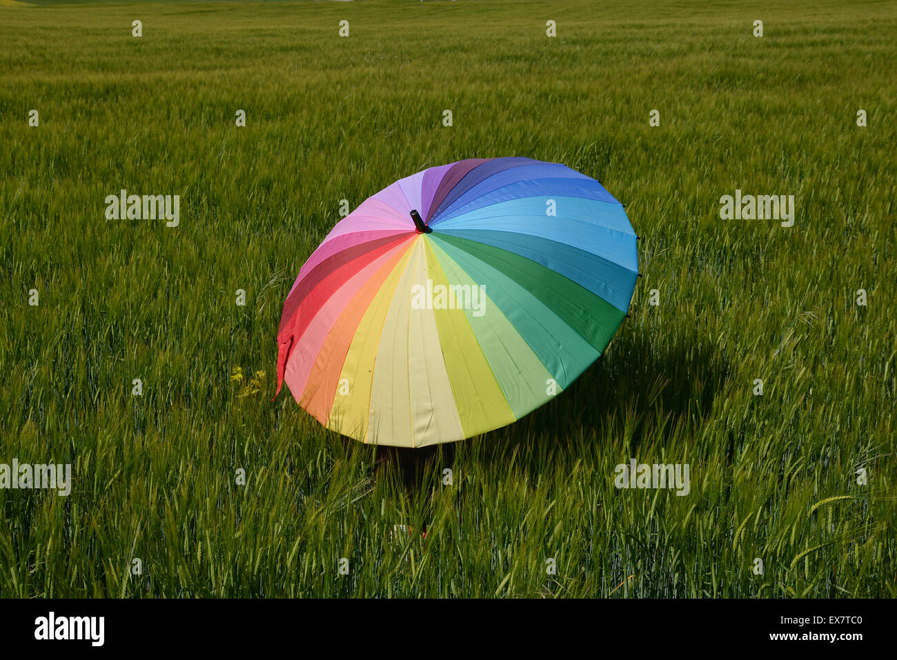 Rainbow umbrella in green field Stock Photo Alamy