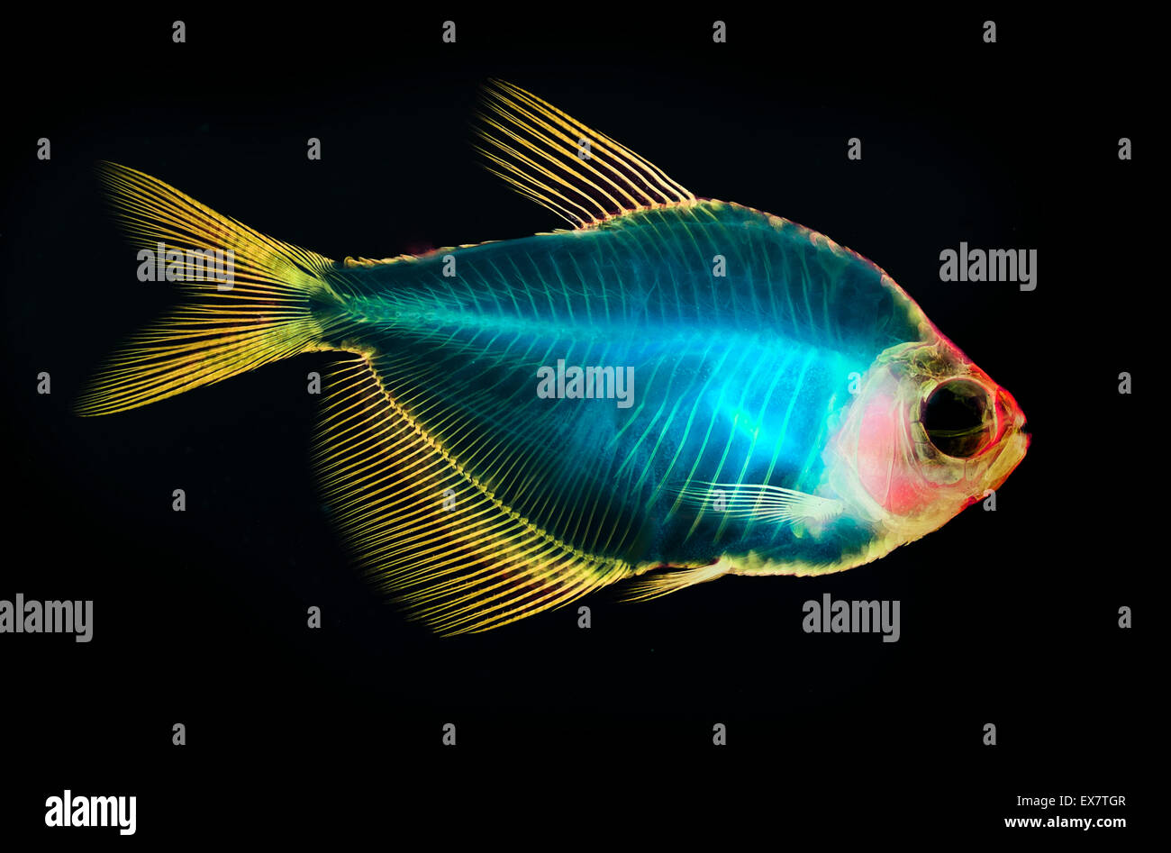 fish skeleton anatomy Stock Photo