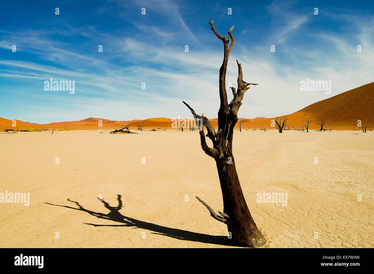 Dead Tree - Sossusvlei - Namibia Stock Photo