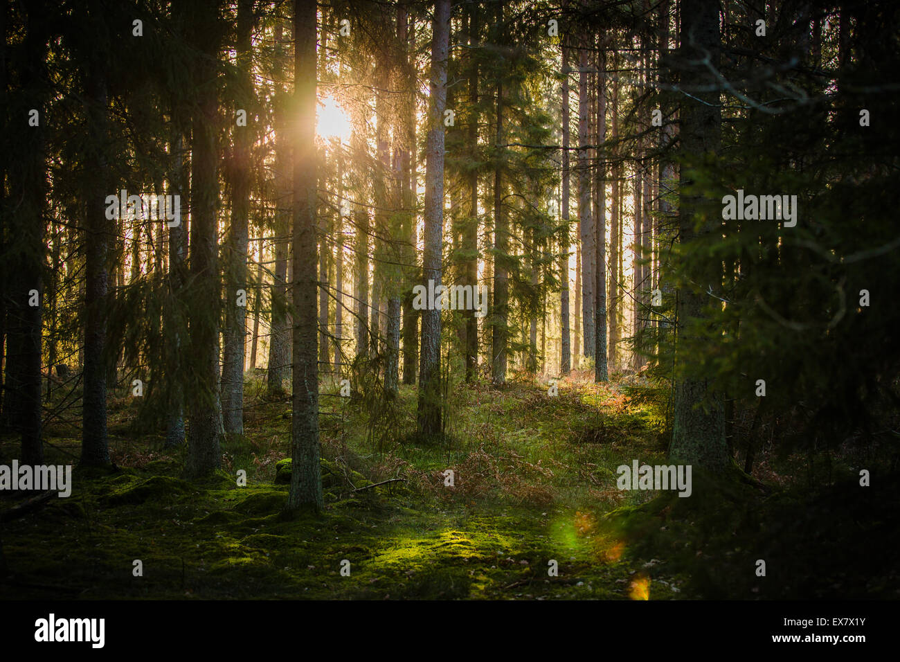 Sunlight through the dark forest of Småland province, Sweden Stock Photo