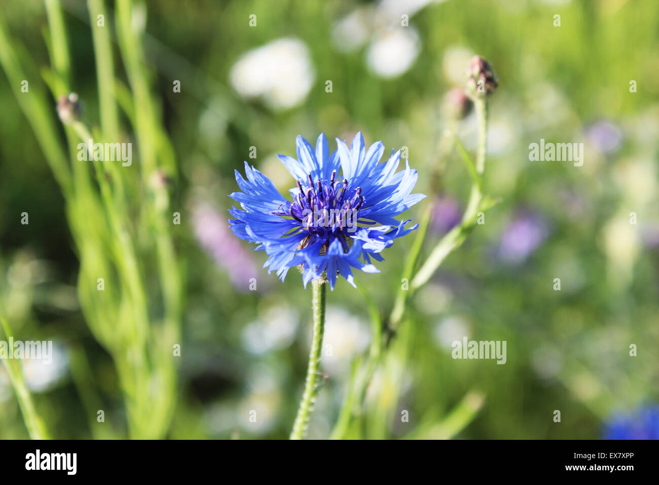 Brilliant Blue cornflower on green Stock Photo