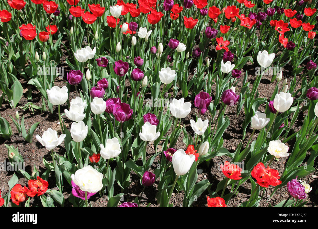 It's a photo of tulips in white purple and red color in a garden or park. Stock Photo