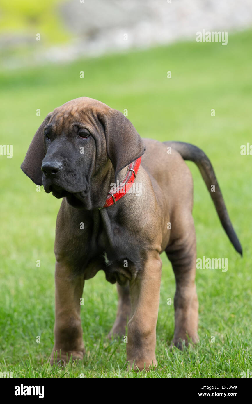 puppy of Fila (Brazilian Mastiff) on green grass Stock Photo - Alamy