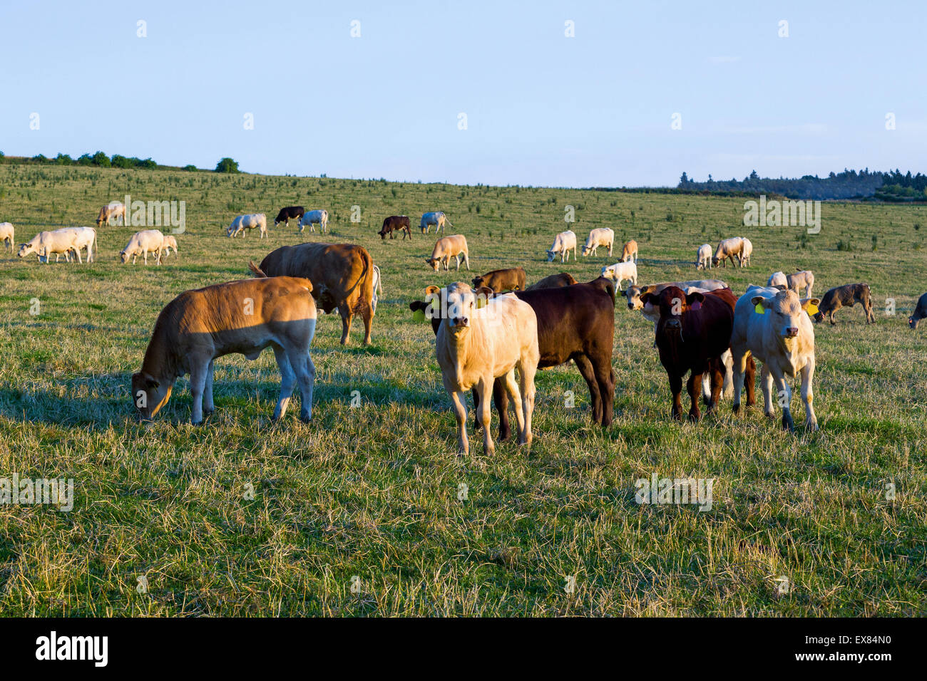 Herd of cows on green grass and evening sun, rural scene Stock Photo ...
