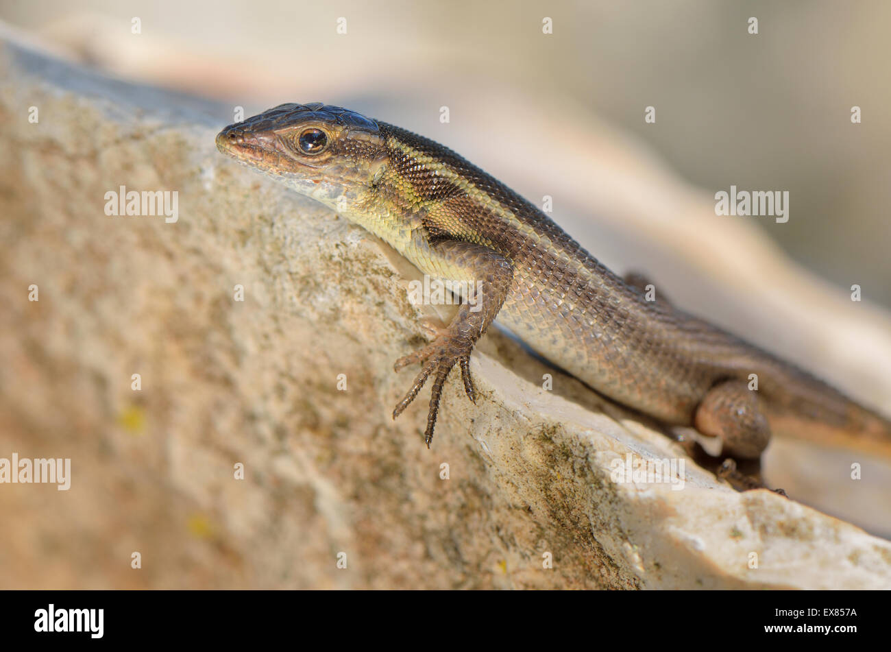 Adult snake-eyed lizard (Ophisops elegans macrodactylus) basking on rock, Lycia, Southwest Turkey Stock Photo