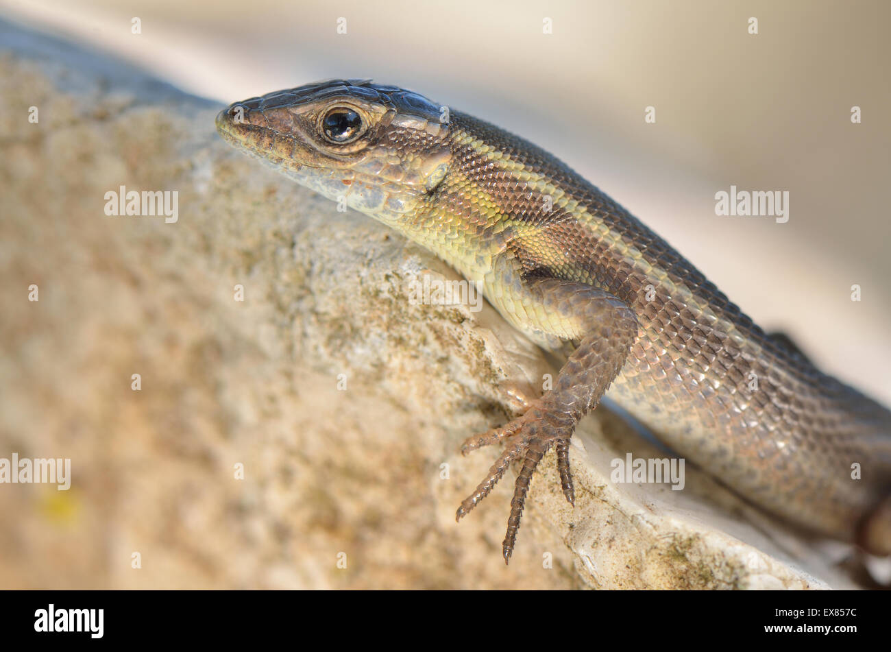 Adult snake-eyed lizard (Ophisops elegans macrodactylus) basking on rock, portrait, Lycia, Southwest Turkey Stock Photo
