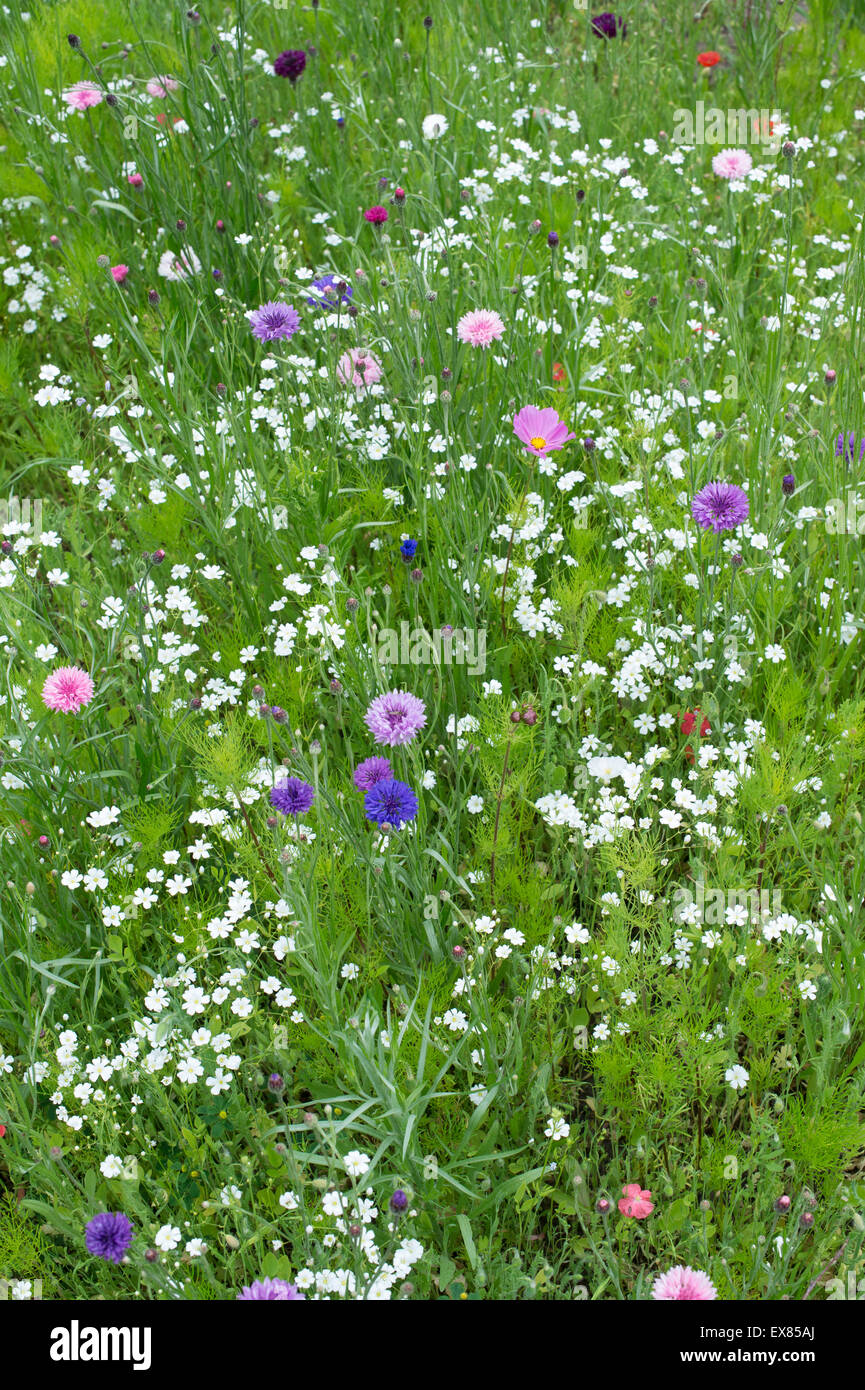 Wildflowers. Annual meadow flowers including cornflowers, poppies and false bishops weed Stock Photo