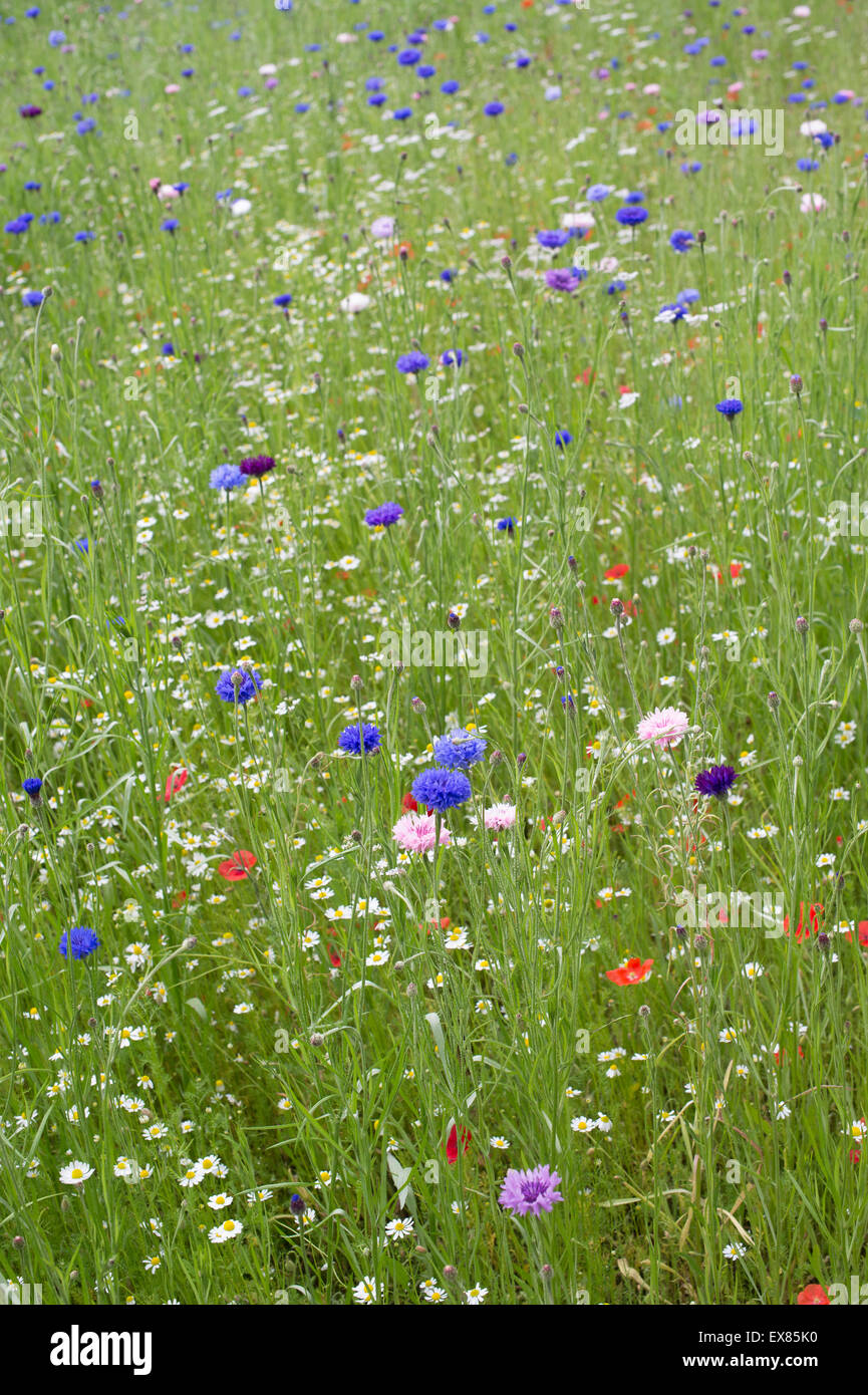 Wildflowers. Annual meadow flowers including cornflowers, poppies and false bishops weed Stock Photo