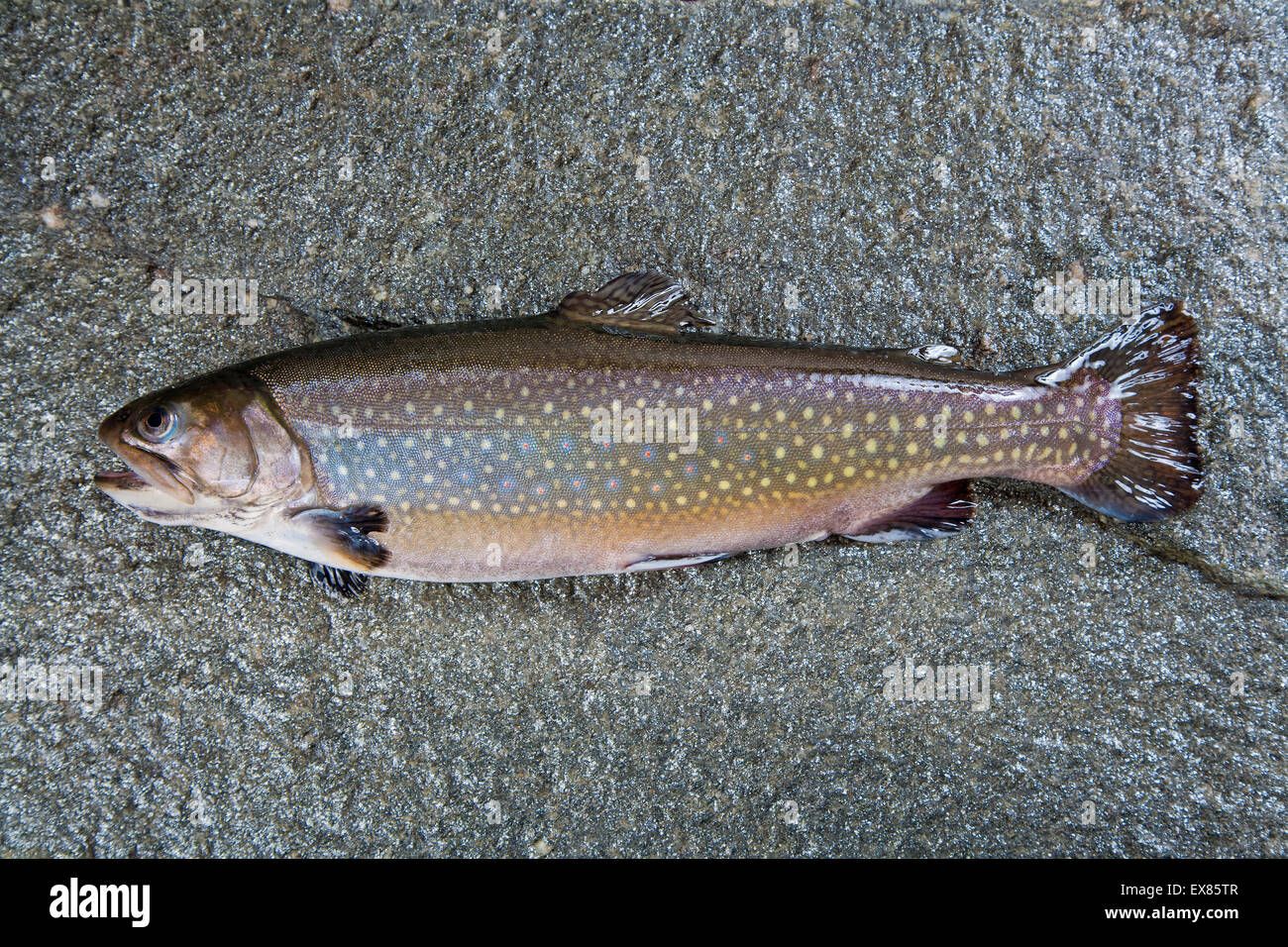 Char or charr (Salvelinus sp.) lying on stone slab with open mouth Stock Photo