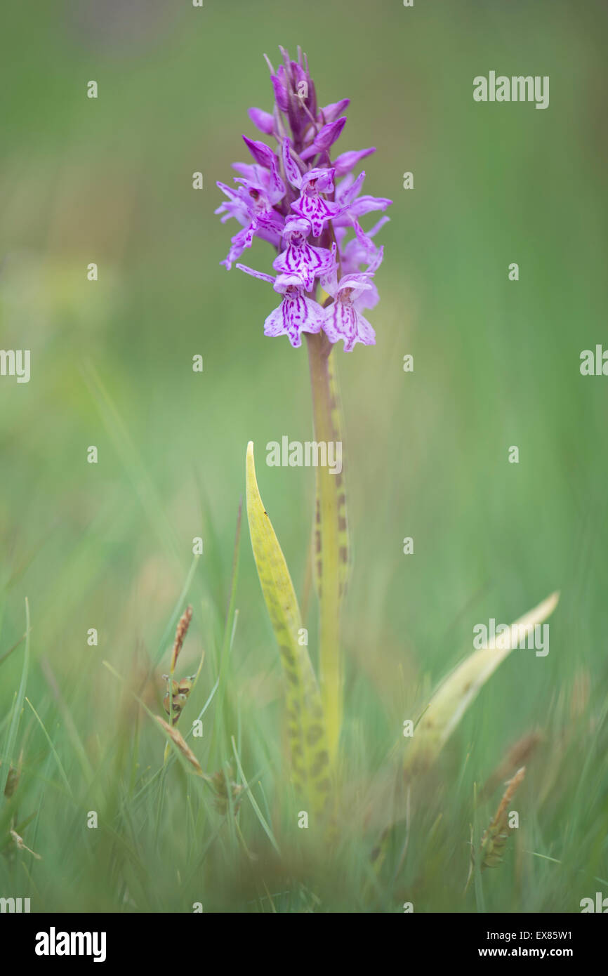 Heath spotted-orchid or moorland spotted orchid (Dactylorhiza maculata), Emsland, Lower Saxony, Germany Stock Photo