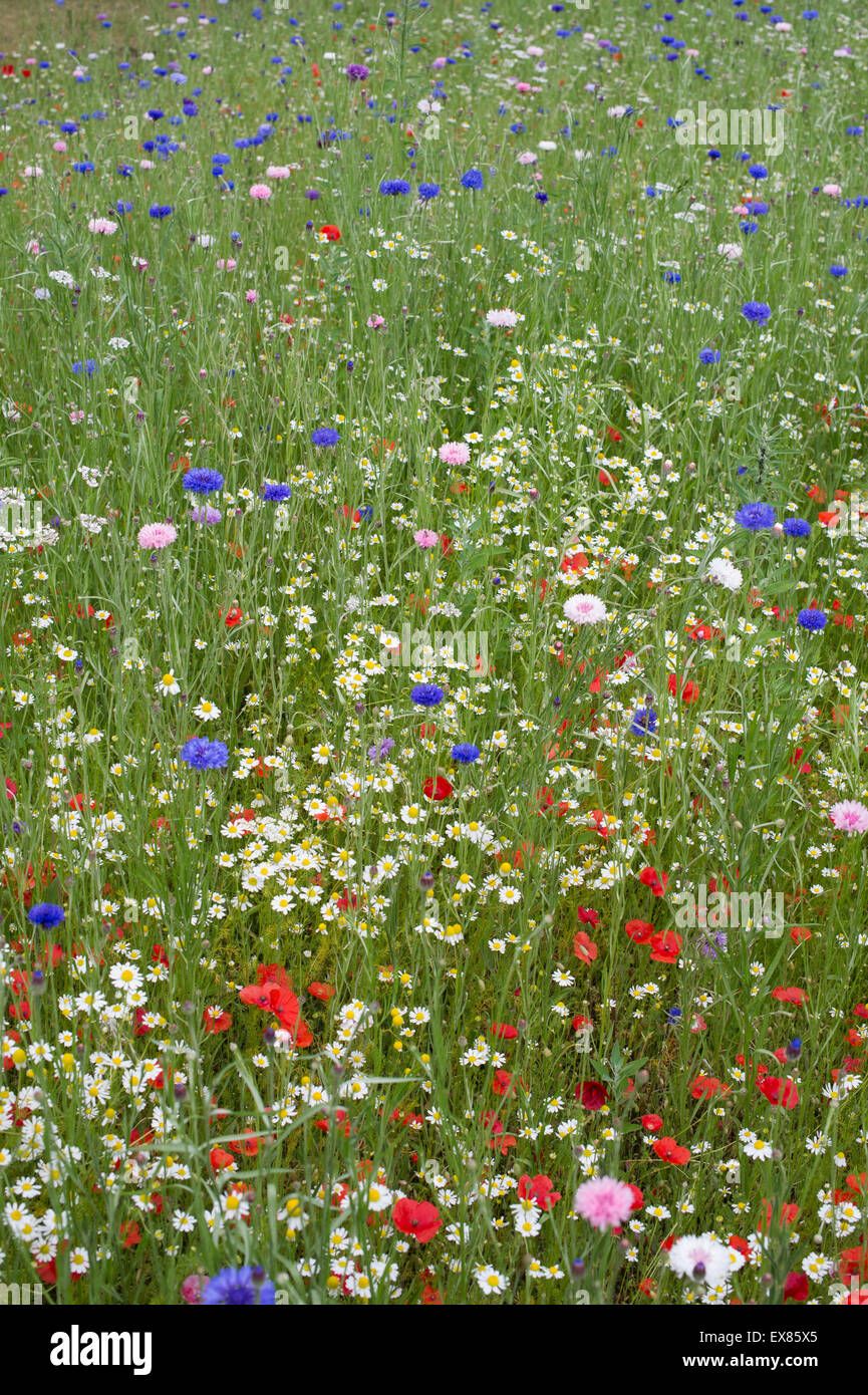 Wildflowers. Annual meadow flowers including cornflowers, poppies and false bishops weed Stock Photo
