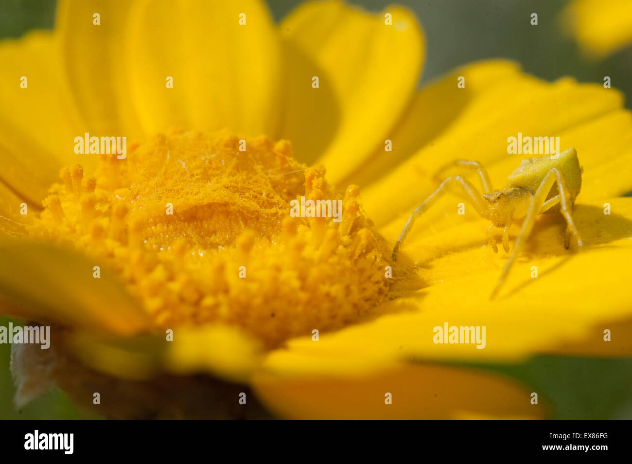 Yellow crab spider (sp) Thomisus onustus, invertebrate lurking in