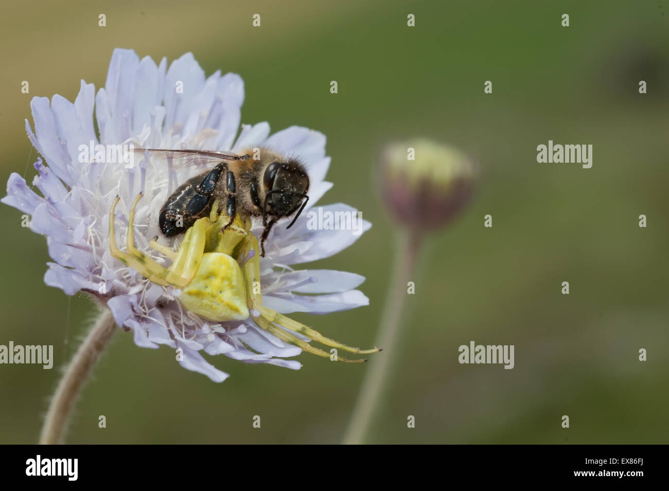 Yellow crab spider (sp) Thomisus onustus, holding its a dead pray on a