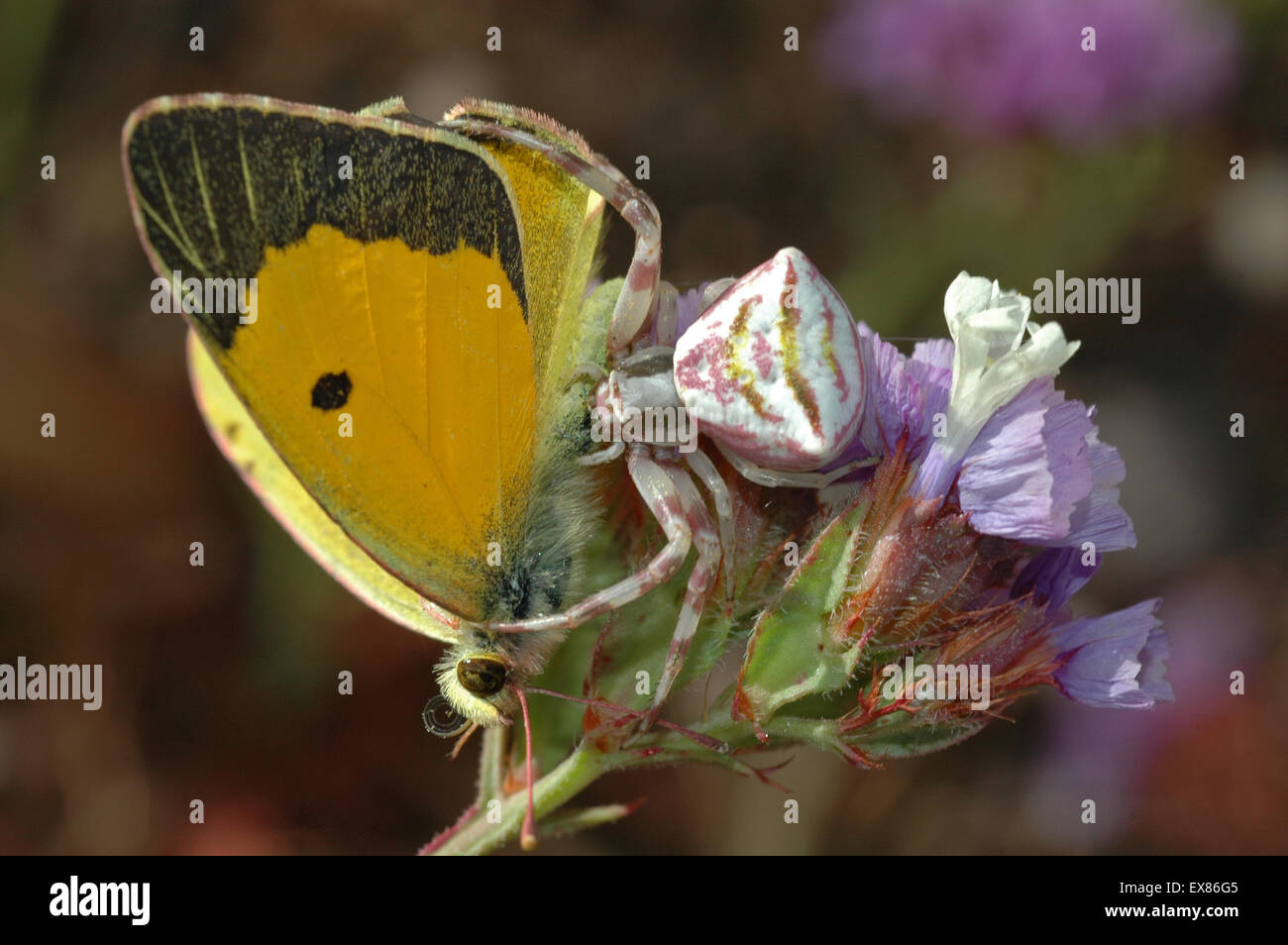 Pink crab spider (sp) Thomisus onustus, holding a dead butterfly pray