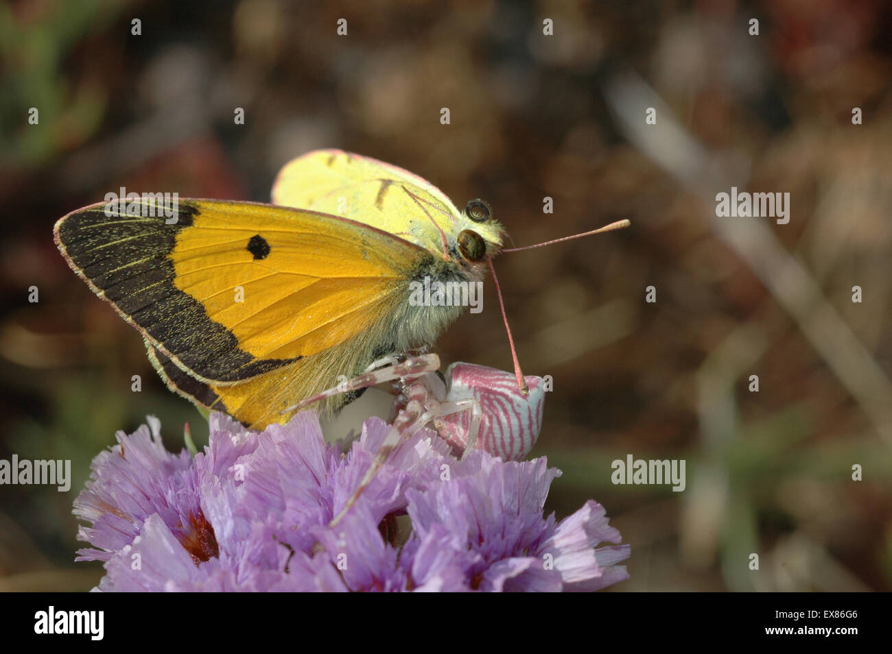 Pink crab spider (sp) Thomisus onustus, carrying a dead butterfly on a