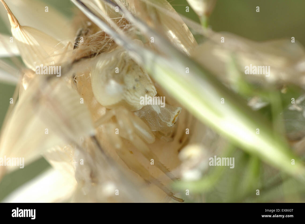 White crab spider (sp) Thomisus onustus, arachnid lurking inside an oat / Avena plant hide Lemnos/ Limnos island, Greece. Stock Photo