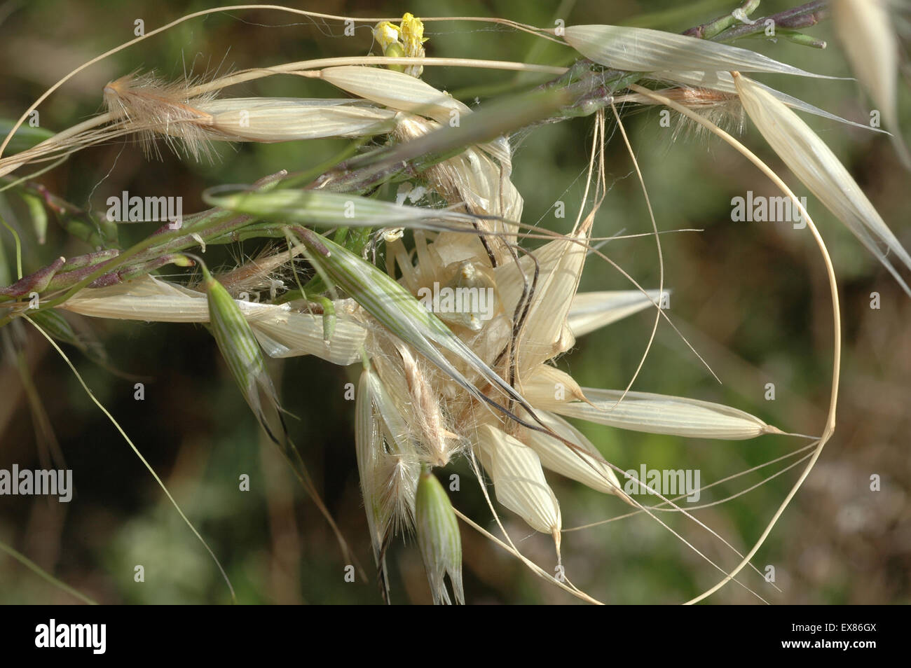 White crab spider (sp) Thomisus onustus, arachnid invertebrate lurking inside an oat / Avena. Lemnos/ Limnos island, Greece. Stock Photo