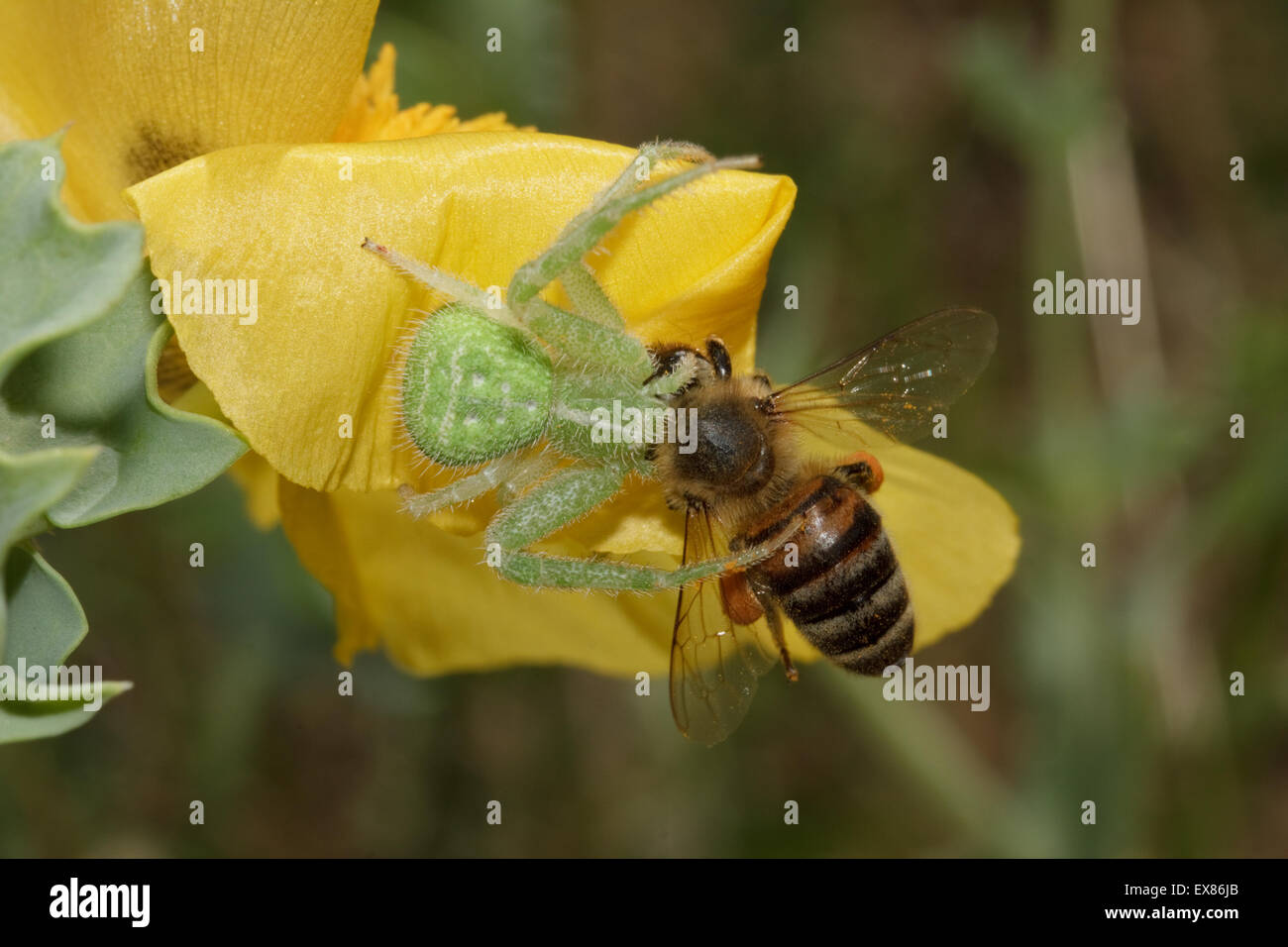 Green common crab spider (sp) Heriaeus hirtus, invertebrate eating a