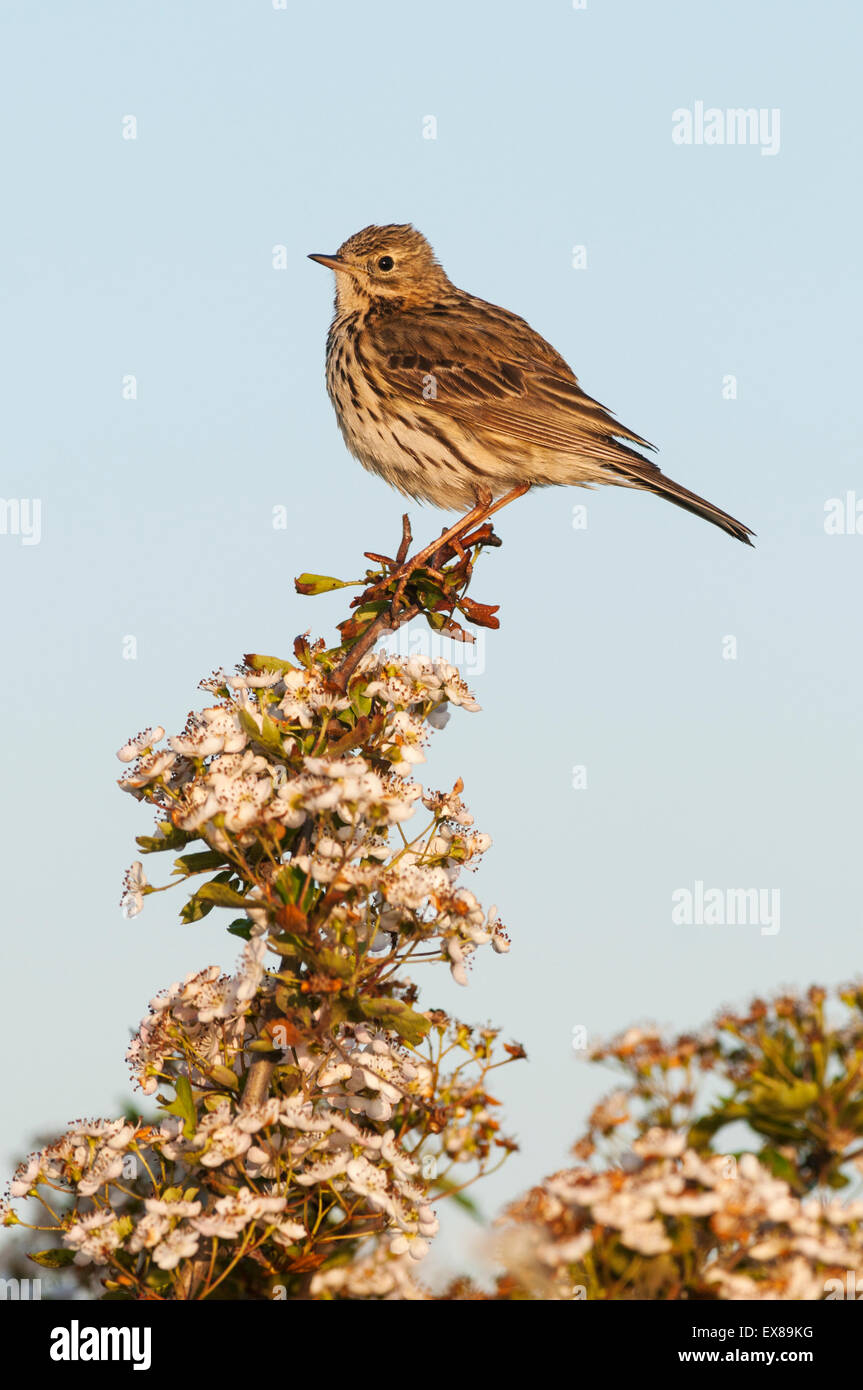 Meadow Pipit (Anthus pratensis) adult, perched on hawthorn, Isle of Sheppey, Kent, England, May Stock Photo