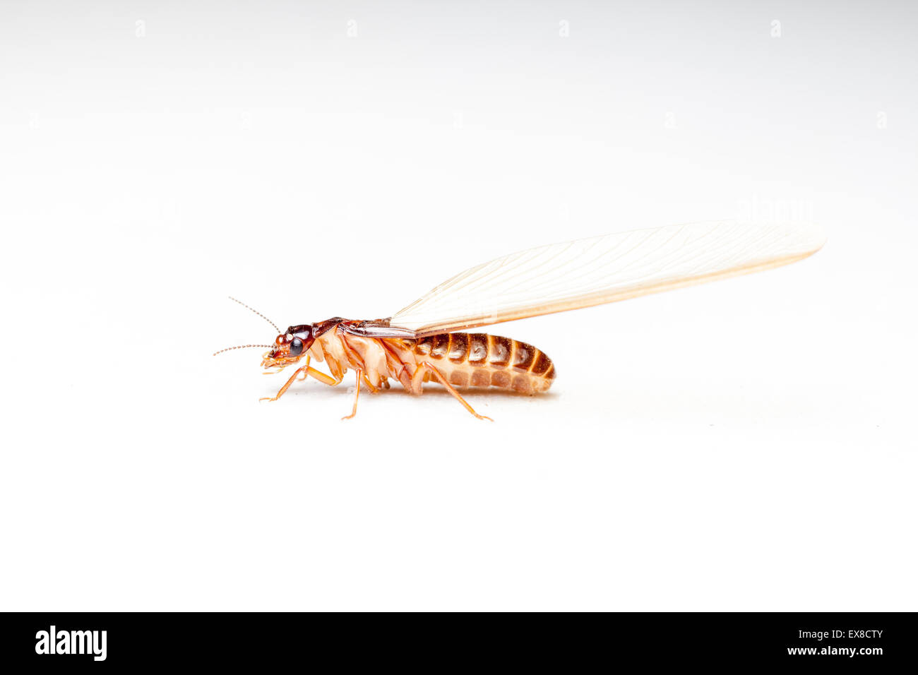 winged termites come in the evening after rainfall emerge Stock Photo