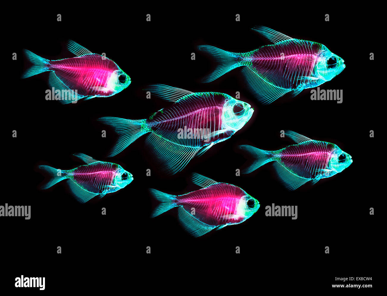 fish skeleton anatomy Stock Photo