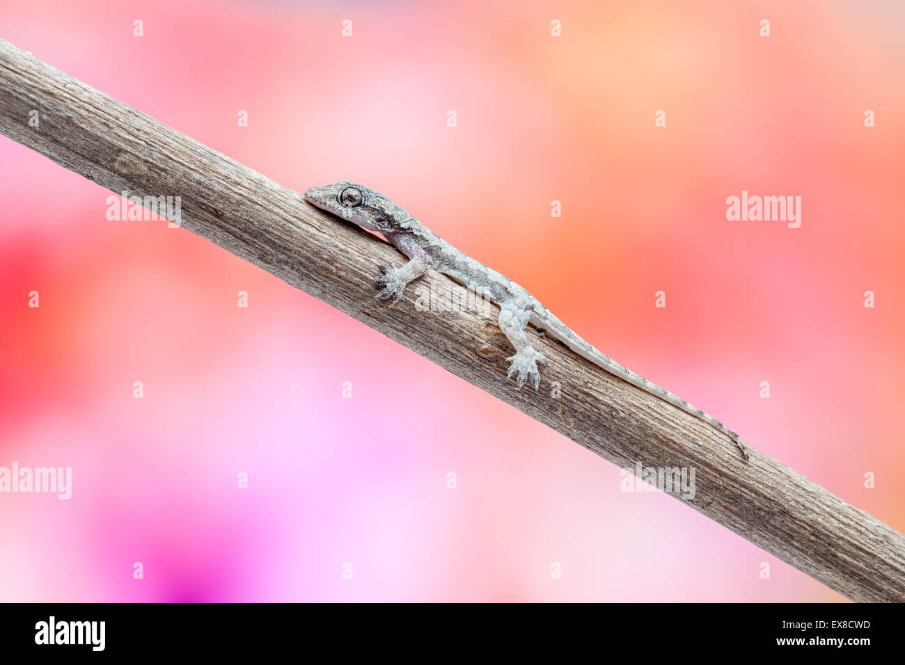 on a narrow branch of a tree is a gecko Stock Photo