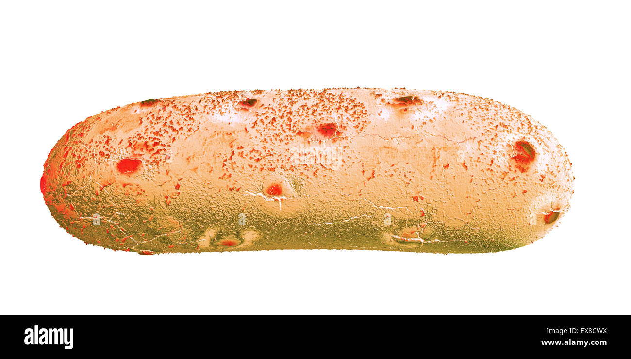 Coccus bacteria hi-res stock photography and images - Alamy