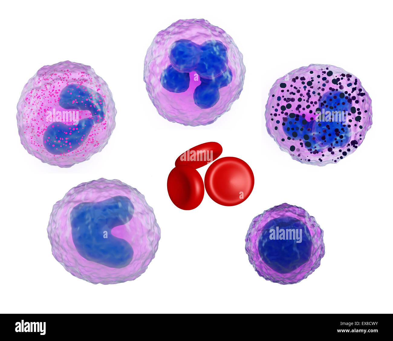 Illustration of the main types of blood cells Stock Photo