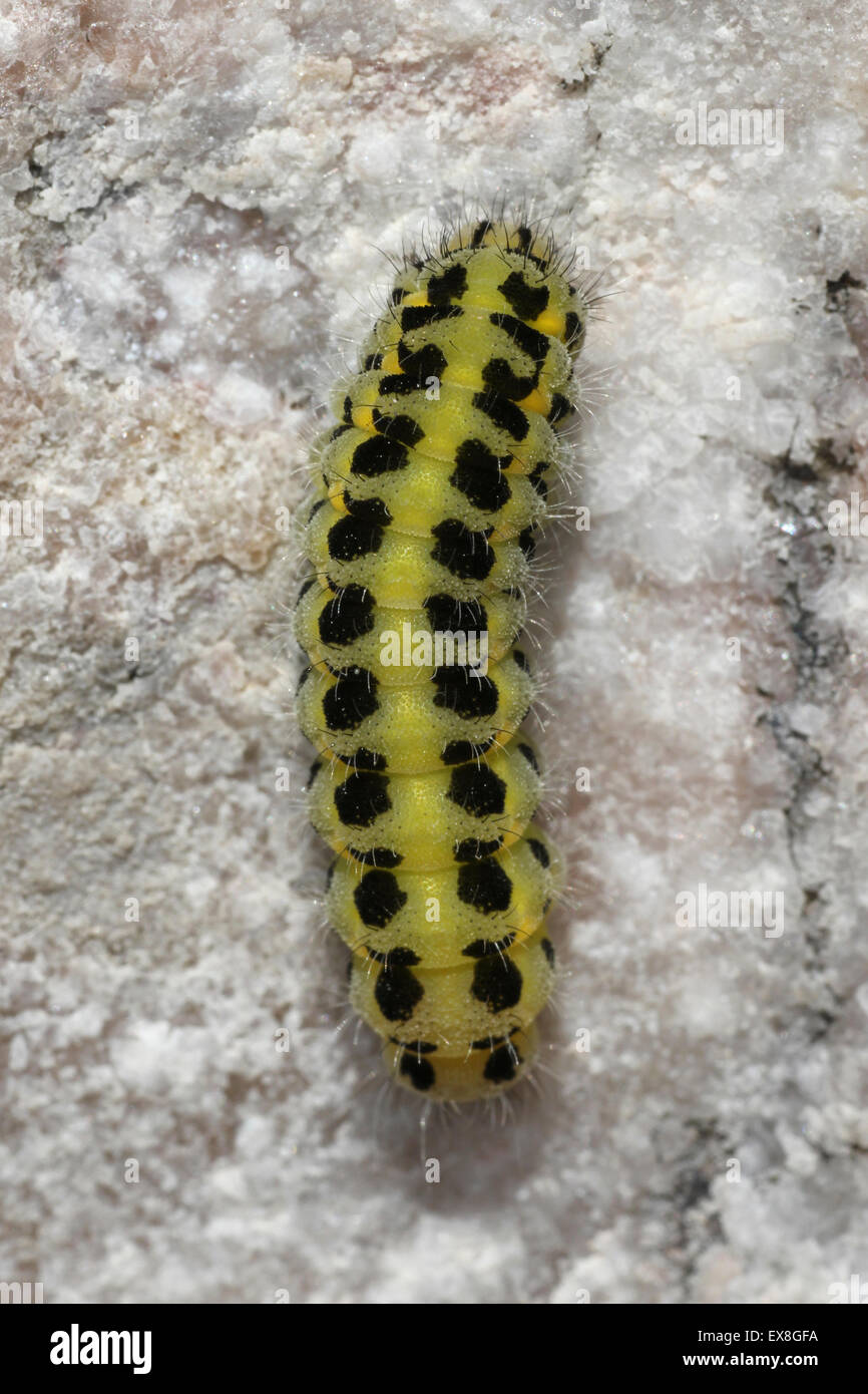 Six-spot Burnet Moth Zygaena filipendulae caterpillar Stock Photo