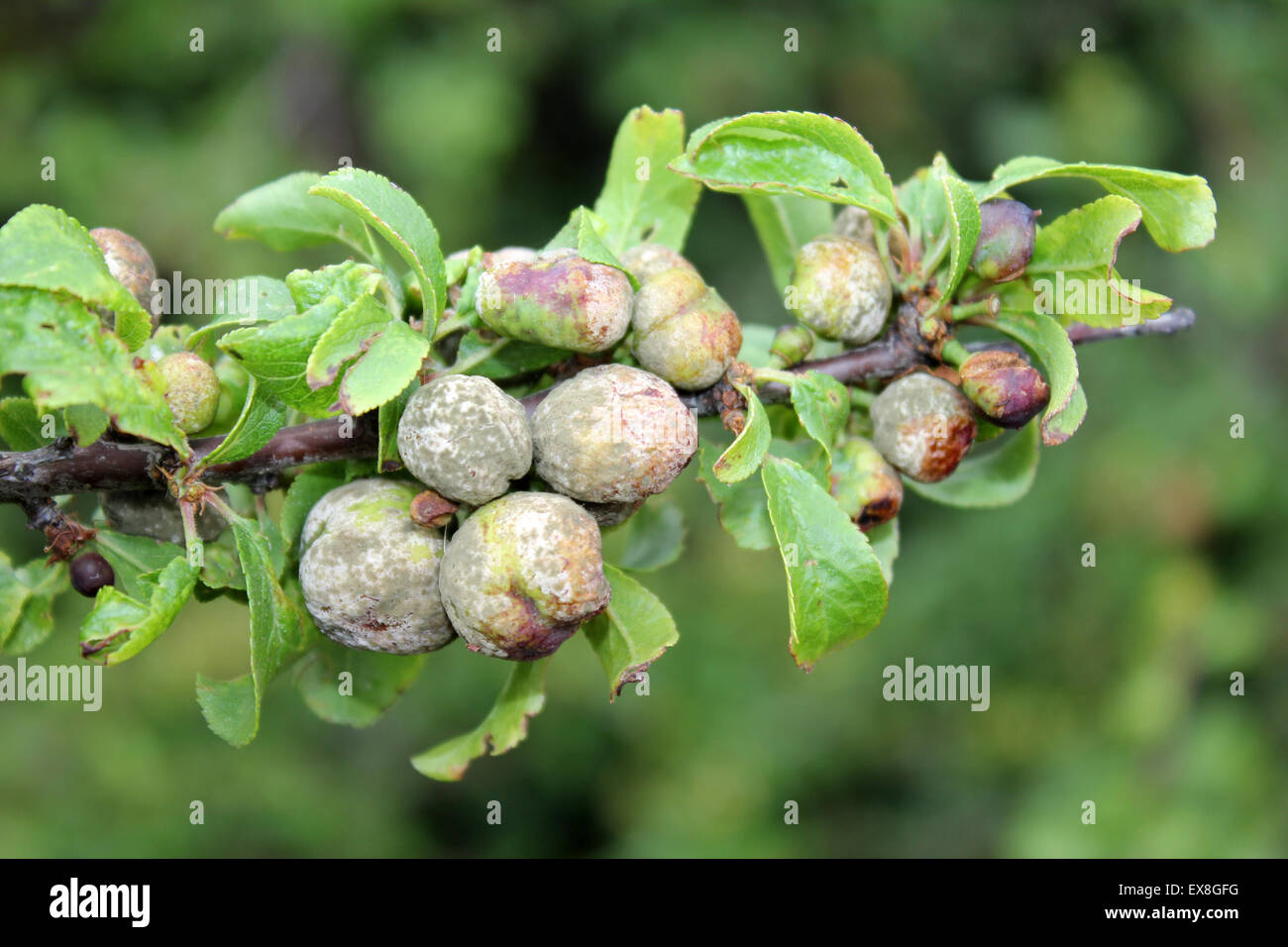 Galls on Sloe Prunus spinosa bushes called ‘pocket plums’ caused by the fungus Taphrina pruni Stock Photo