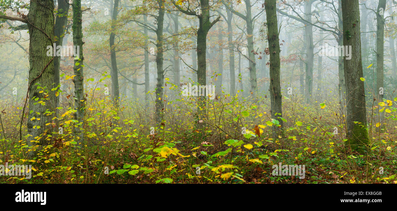 Oakwood forest hi-res stock photography and images - Alamy